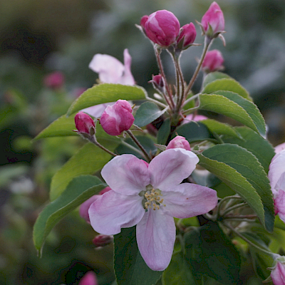 Apfelblüte