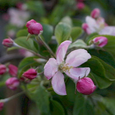 Apfelblüte