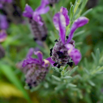unscharfer Lavendel
