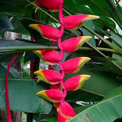 Heliconia