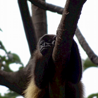 Mono congo