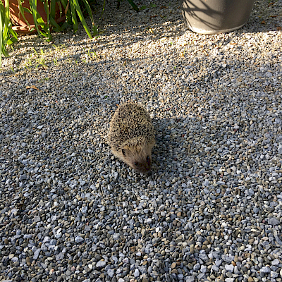 Abendbesuch